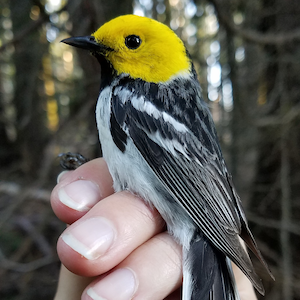 photo of a Hermit Warbler Photo